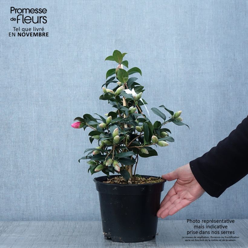 Exemplar von Camellia williamsii Donation - Kamelie wie im Herbst geliefert