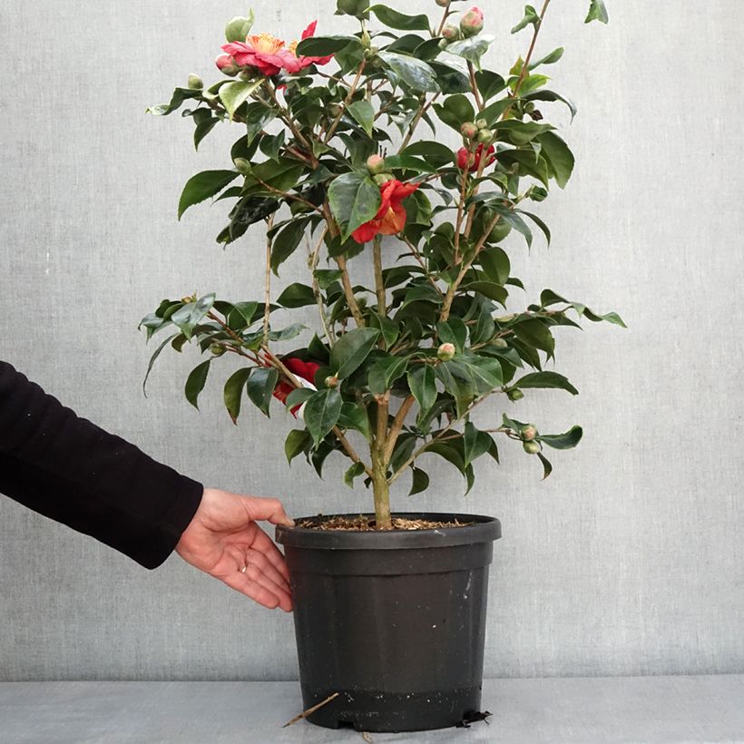 Exemplar von Camellia japonica Painter's Palette - Japanische Kamelie Topf mit 7,5L/10L wie im Winter geliefert