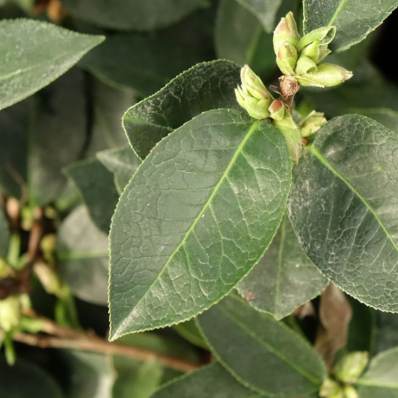 Camellia reticulata Fiesta Grande - Kamelie (Laub)