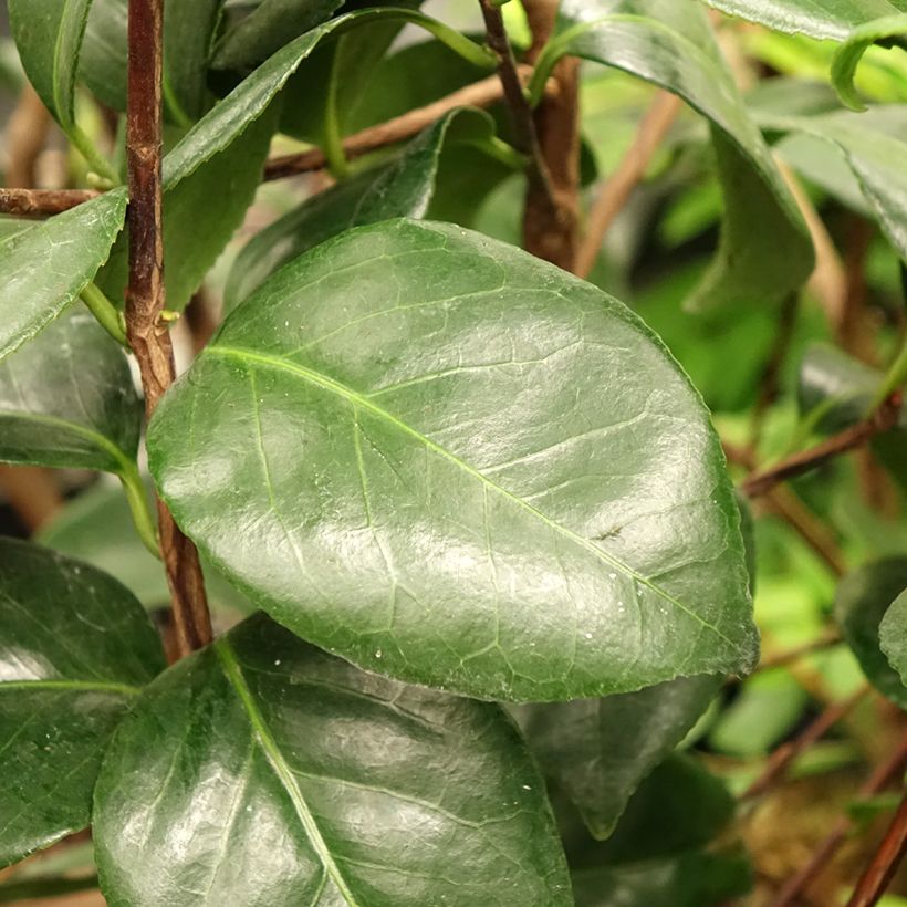 Camellia Margaret Davis - Japanische Kamelie (Laub)