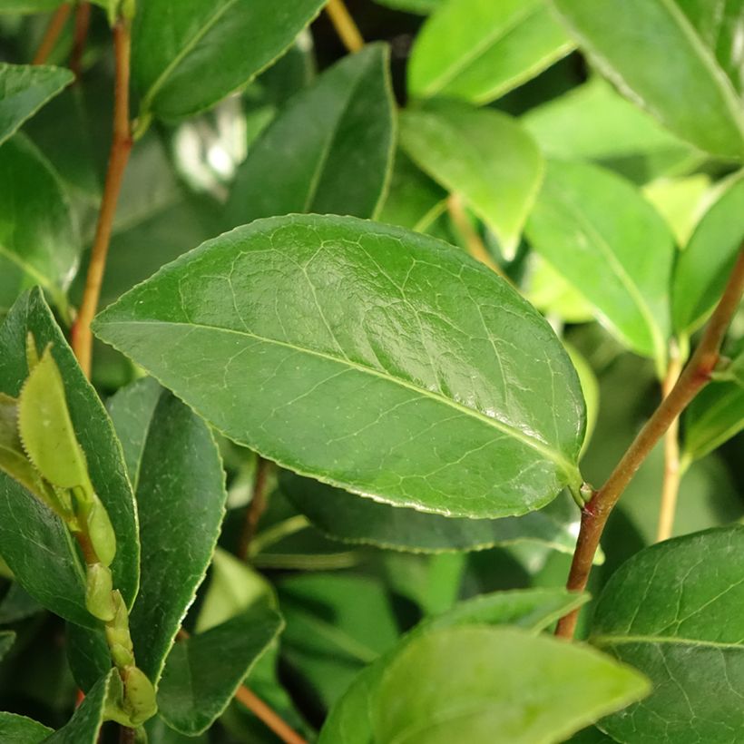 Camellia Mark Alan - Japanische Kamelie (Laub)