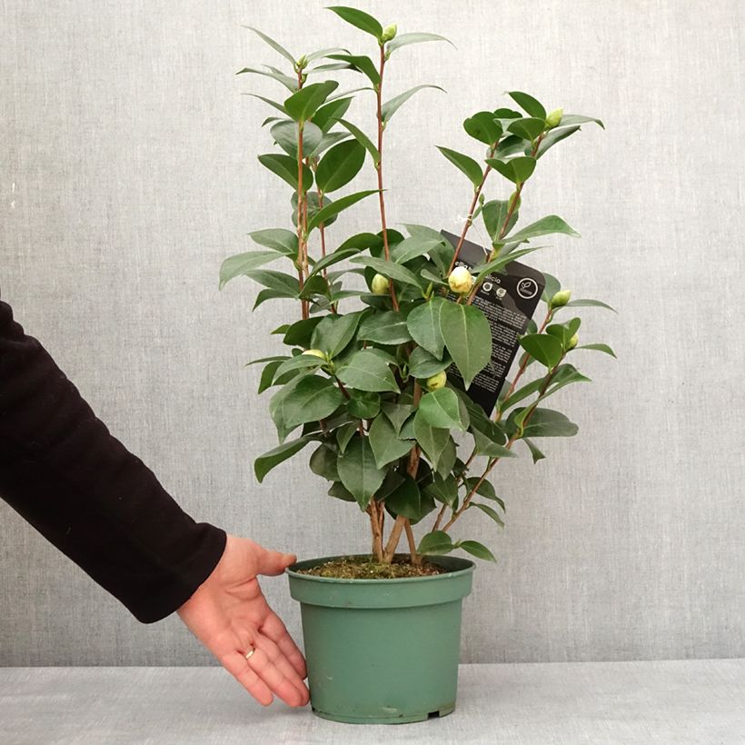 Exemplar von Camellia Nuccio's Gem - Japanische Kamelie Topf mit 2L/3LGelieferte Höhe ca. 40/60cm wie im Winter geliefert