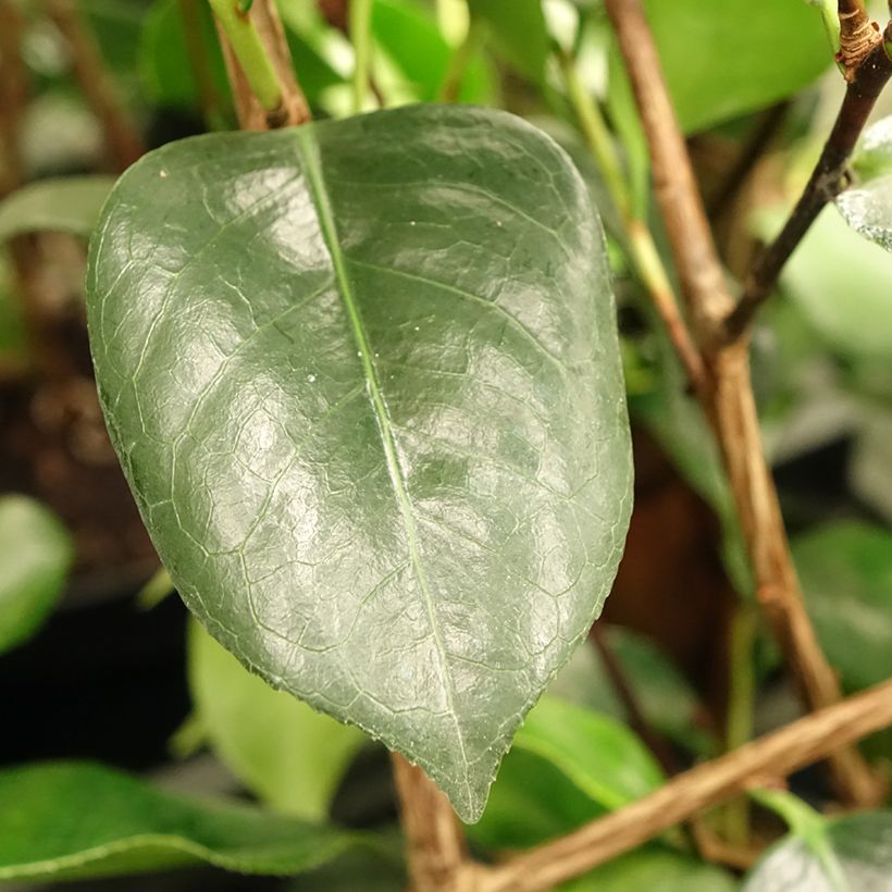 Camellia de Higo Okan - Japanische Kamelie (Laub)