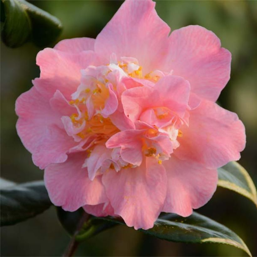 Camellia Paddy's Perfumed - Japanische Kamelie (Blüte)