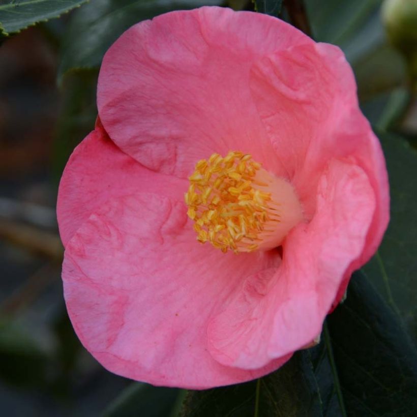 Camellia Paul Sérusier - Japanische Kamelie (Blüte)