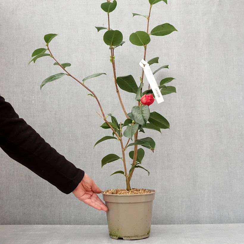 Exemplar von Camellia reticulata Dr Clifford Parks - Kamelie Topf mit 4L/5LGelieferte Höhe ca. 30/40cm wie im Winter geliefert