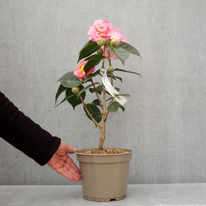 Exemplar von Camellia reticulata Lasca Beauty - Kamelie Topf mit 4L/5LGelieferte Höhe ca. 30/40cm wie im Winter geliefert