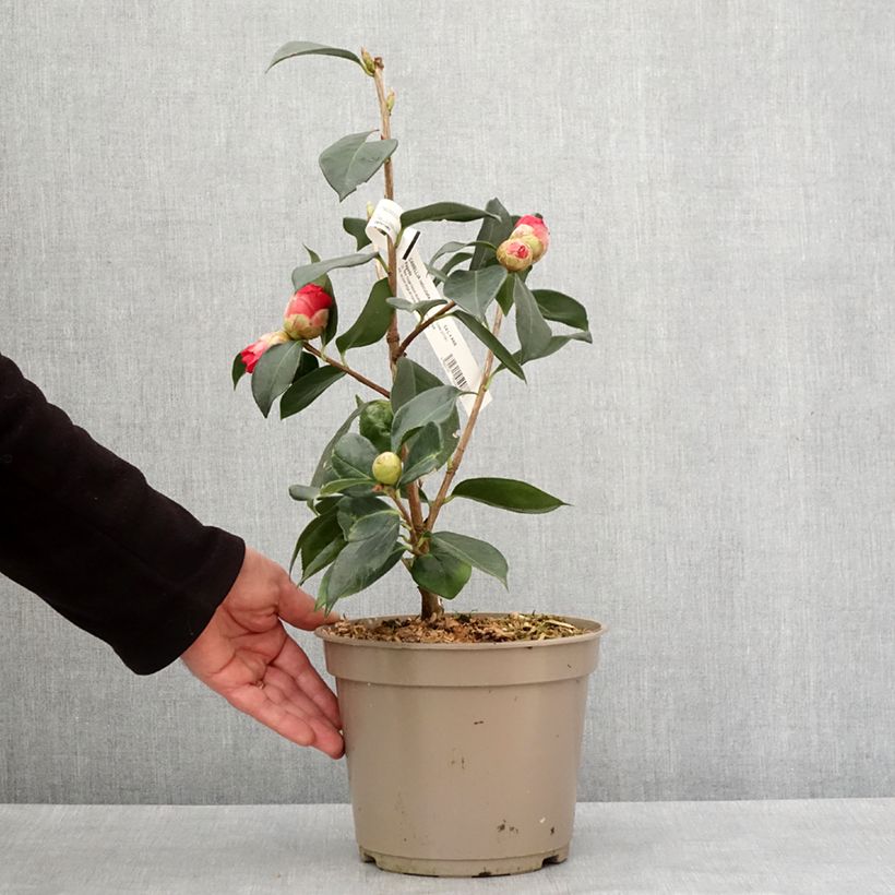 Exemplar von Camellia reticulata Pagoda - Kamelie Topf mit 4L/5LGelieferte Höhe ca. 30/40cm wie im Winter geliefert