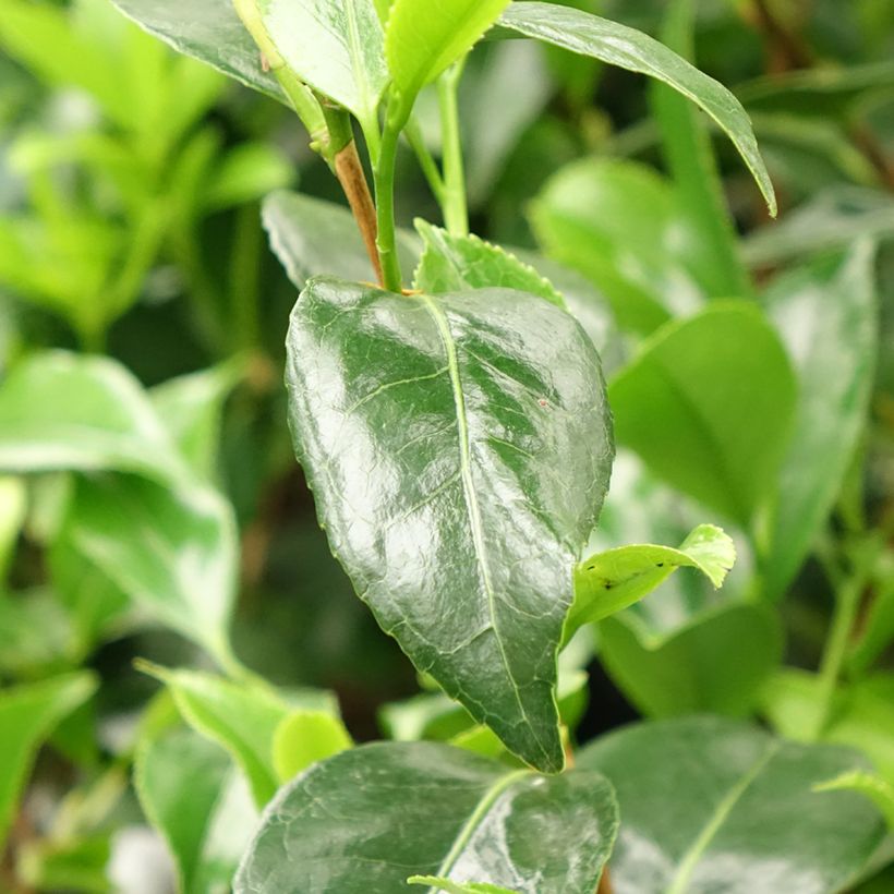 Camellia Stacy Susan - Japanische Kamelie (Laub)