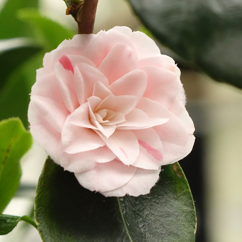 Camellia Stacy Susan - Japanische Kamelie (Blüte)