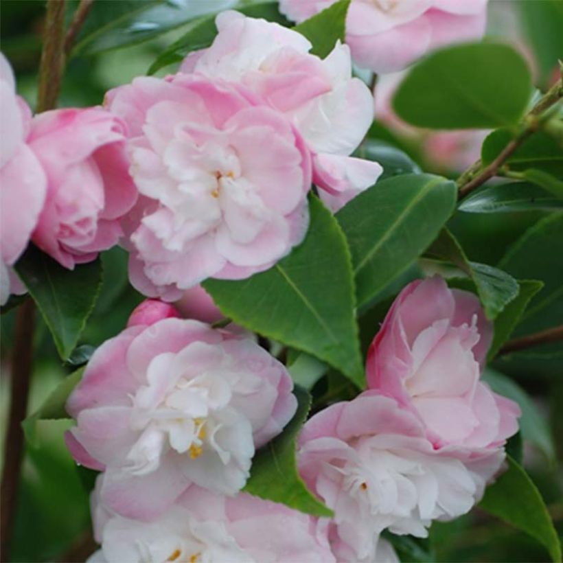 Camellia transnokoensis Sweet Jane - Kamelie (Blüte)