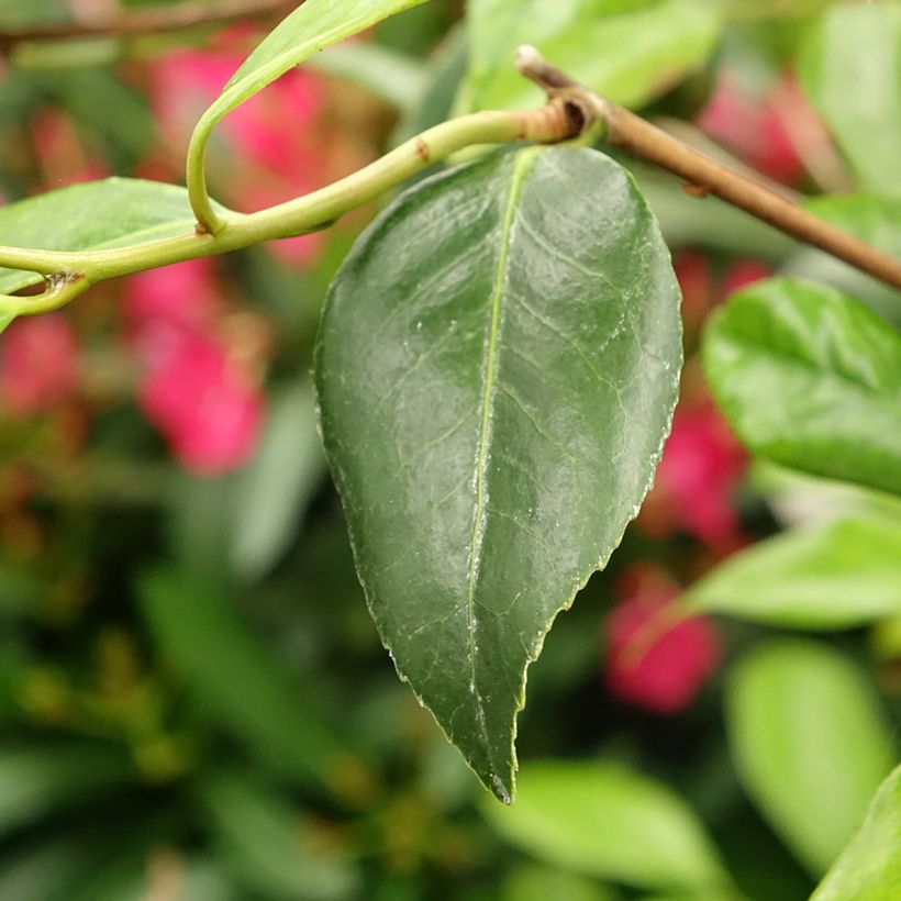 Camellia williamsii Tulip Time - Kamelie (Laub)