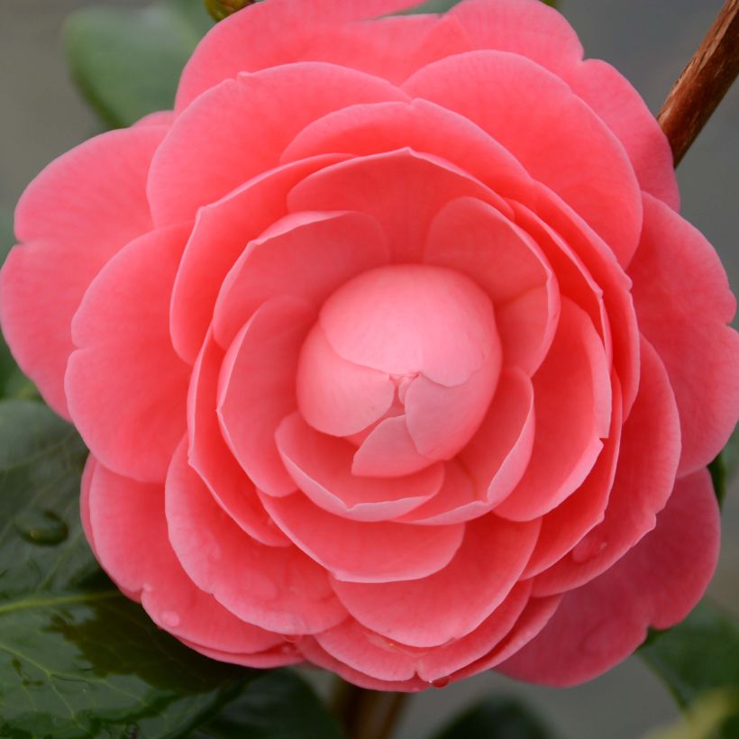 Camellia Valtevareda - Japanische Kamelie (Blüte)