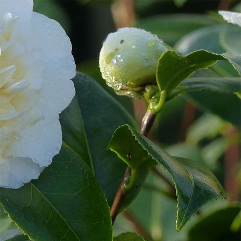 Camellia Jury's Yellow - Japanische Kamelie (Laub)