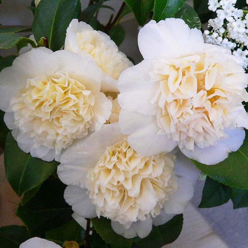 Camellia Jury's Yellow - Japanische Kamelie (Blüte)