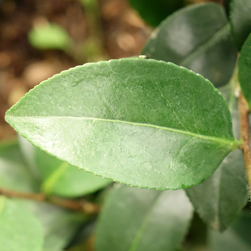 Camellia sasanqua Belinda - Herbstblühende Kamelie (Laub)