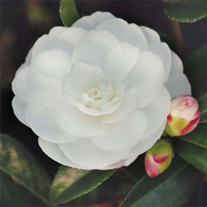 Camellia sasanqua Early Pearly - Herbstblühende Kamelie (Blüte)