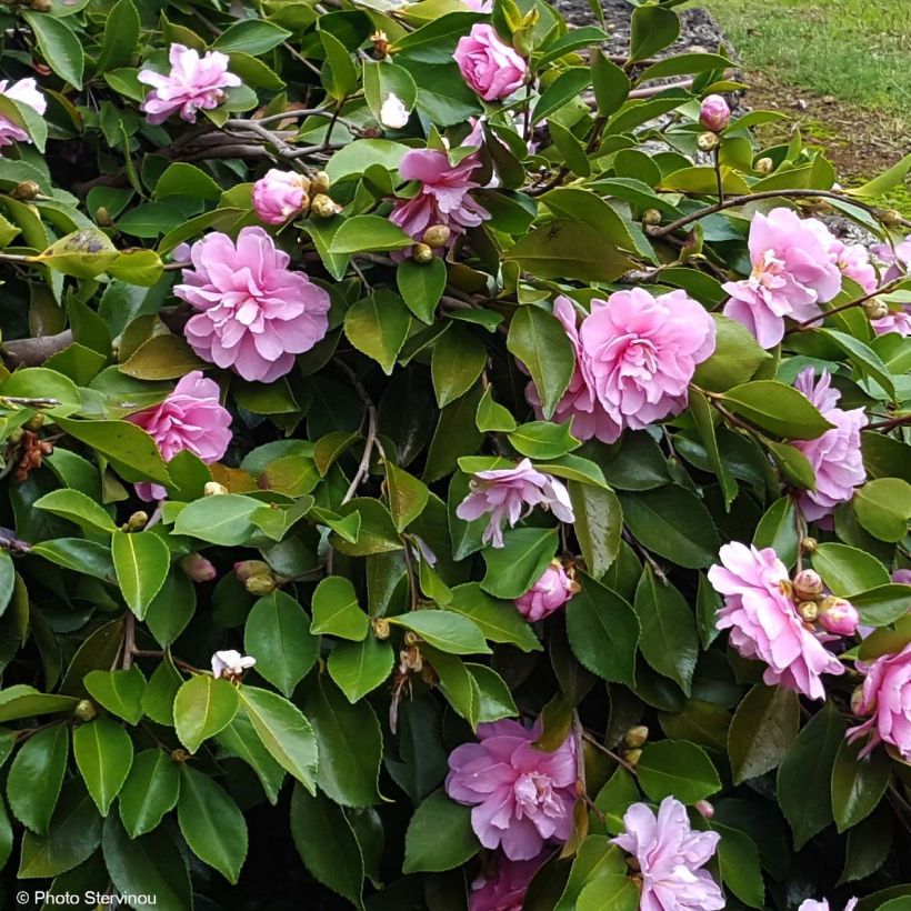 Camellia sasanqua Waterfall Pink - Herbstblühende Kamelie (Blüte)