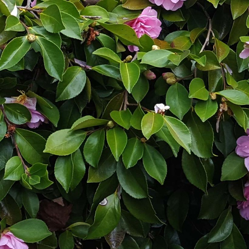 Camellia sasanqua Waterfall Pink - Herbstblühende Kamelie (Laub)