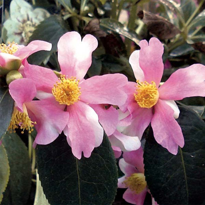 Camellia sasanqua Yume - Herbstblühende Kamelie (Blüte)