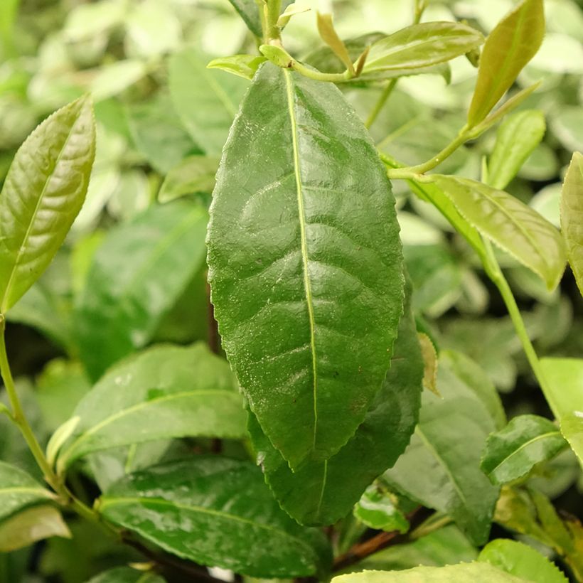 Chinesischer Teestrauch Théojardin - Camellia sinensis (Laub)