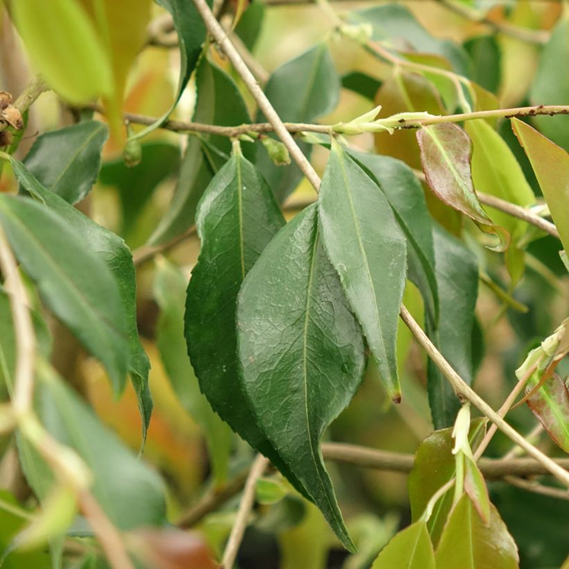 Camellia tsaii (Laub)