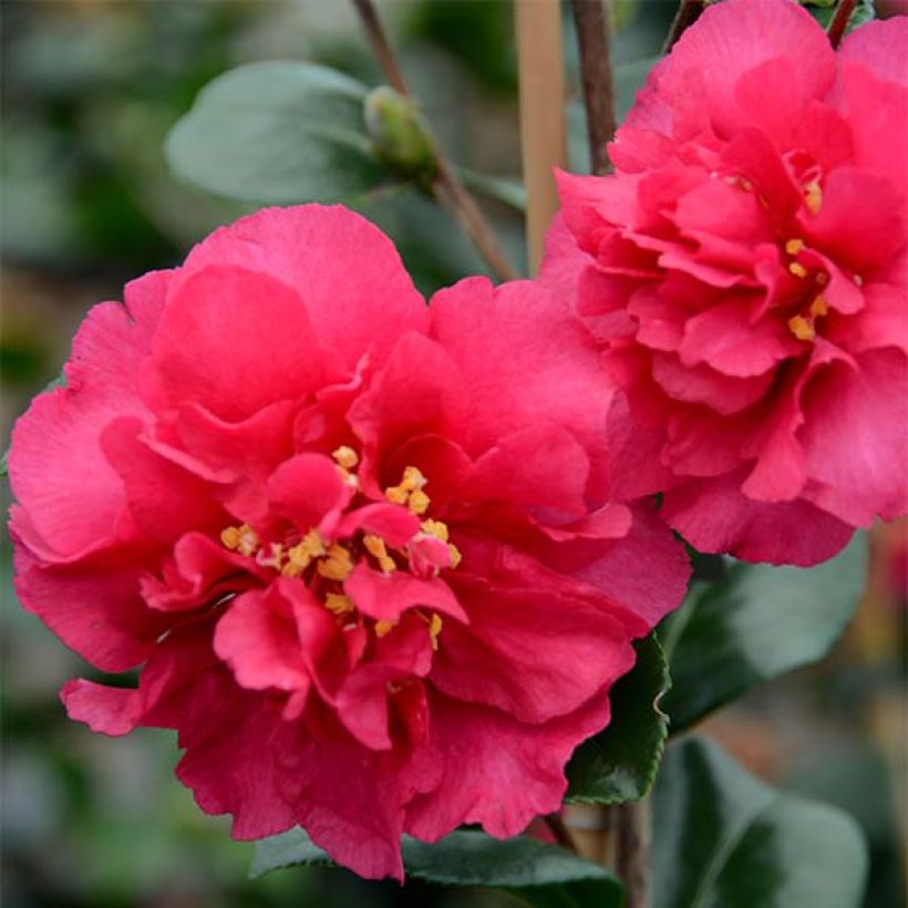 Camellia hiemalis Bonanza - Kamelie (Blüte)