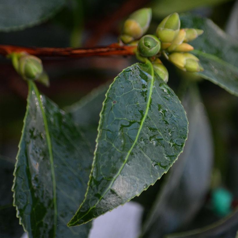 Camellia williamsonii Spring Daze - Kamelie (Laub)