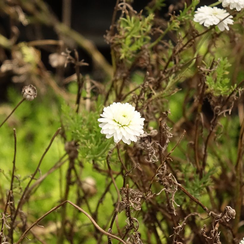 Römische Hundskamille Ligulosum - Chamaemelum nobile (Laub)