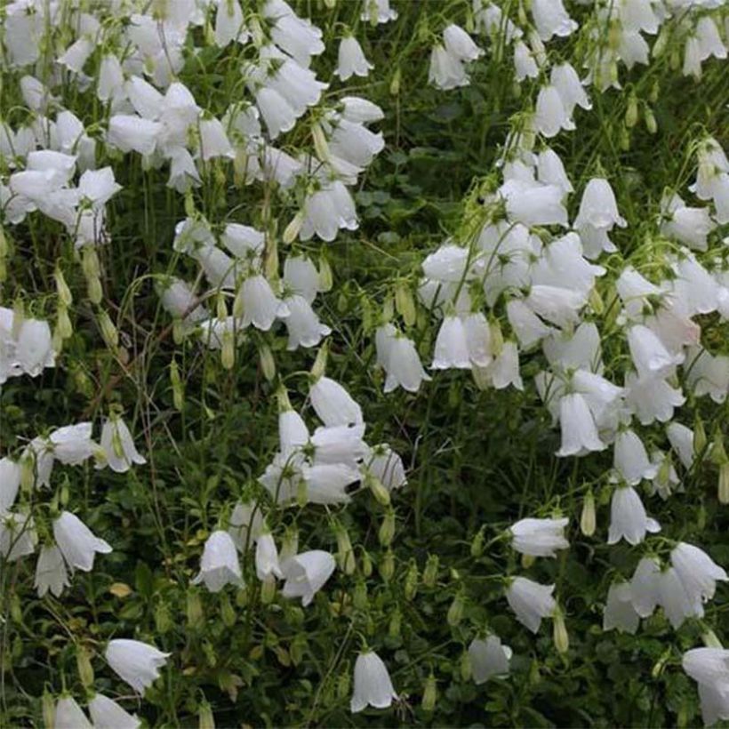 Campanula cochleariifolia Alba - Zwerg-Glockenblume (Blüte)