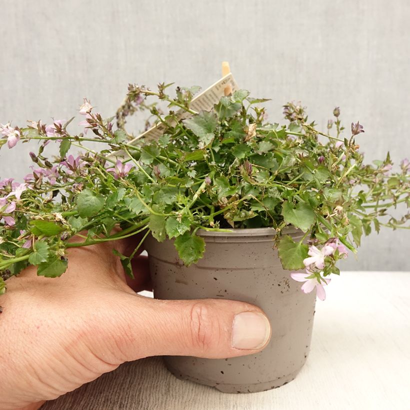 Exemplar von Campanula poscharskyana Adansa Pink - Campanule des Murets Pot de 1L/1,5L wie im Frühjahr geliefert