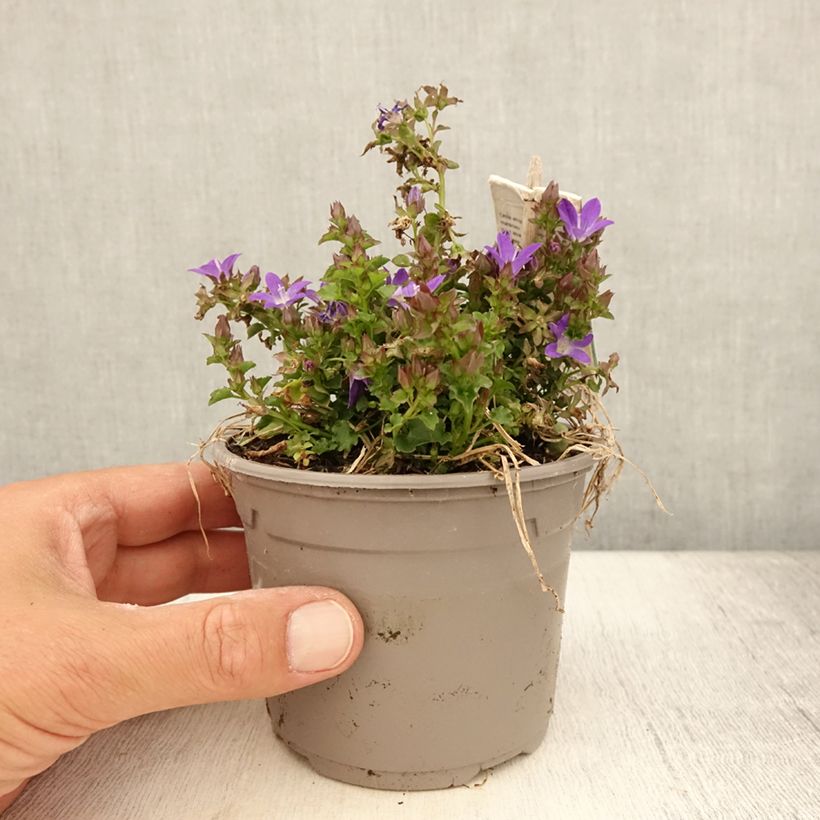 Exemplar von Campanula poscharskyana Adansa Purple - Hängepolster-Glockenblume Topf mit 1L/1,5L wie im Sommer geliefert