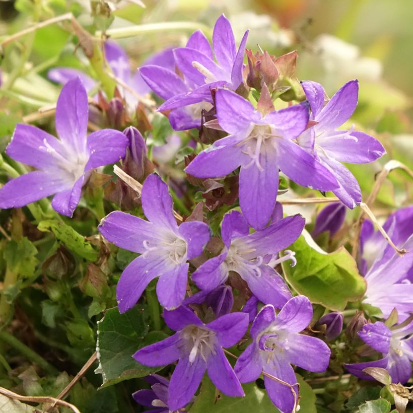 Campanula poscharskyana Adansa Purple - Hängepolster-Glockenblume (Blüte)