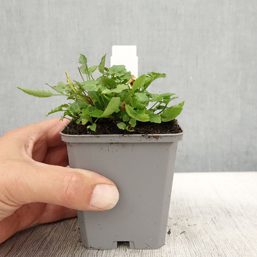 Exemplar von Campanula rotundifolia - Campanule à feuilles rondes Godet de 9cm wie im Herbst geliefert