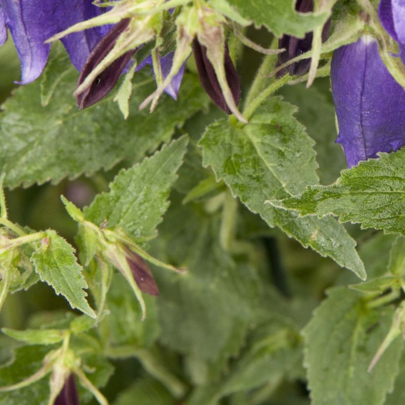 Campanula Sarastro - Großblütige Glockenblume (Laub)