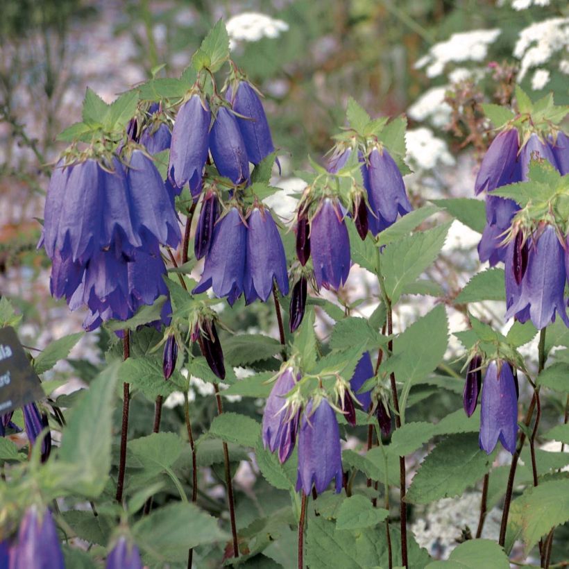 Campanula Sarastro - Großblütige Glockenblume (Hafen)