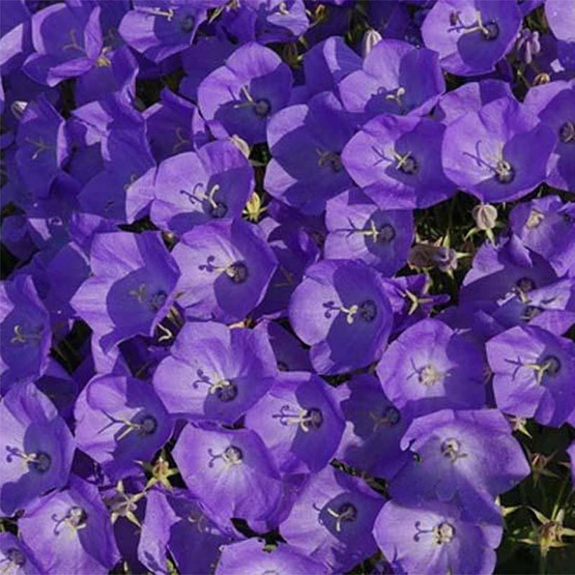 Campanula carpatica var. Turbinata Karl Foerster - Karpaten-Glockenblume (Blüte)