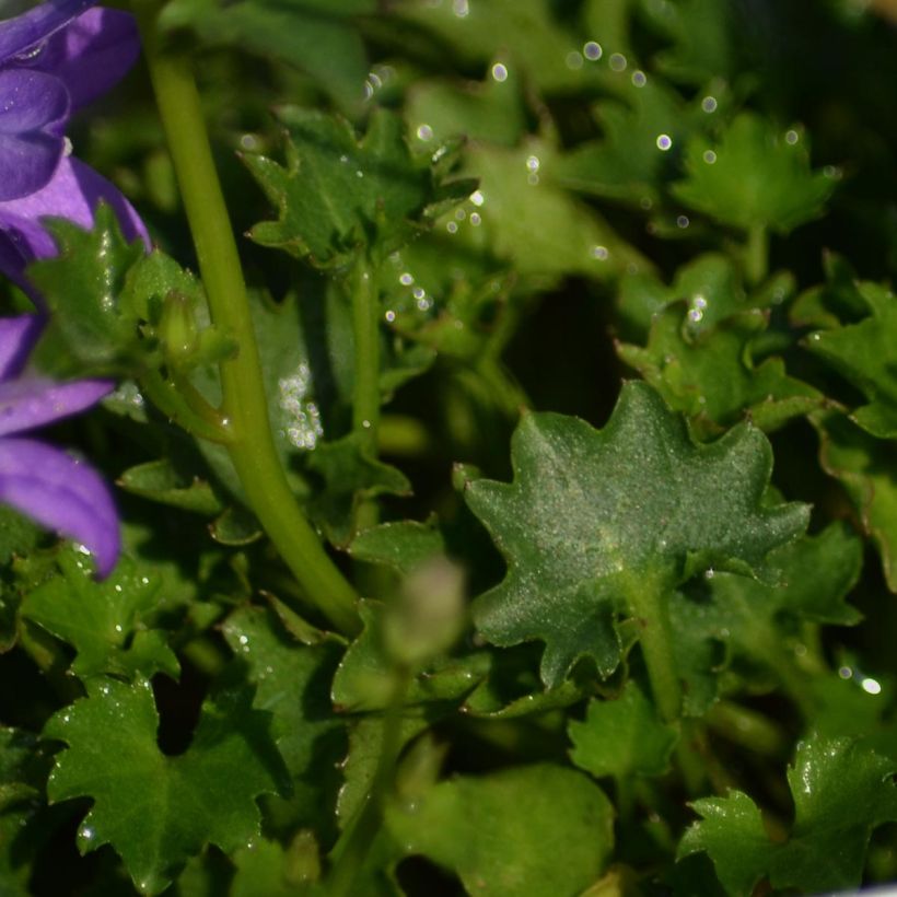 Dalmatiner Glockenblume - Campanula portenschlagiana (Laub)