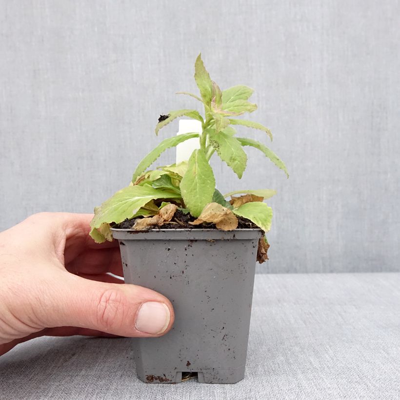 Exemplar von Campanula latifolia var. macrantha alba - Breitblättrige Glockenblume Kleine Töpfe von 8/9 cm wie im Winter geliefert