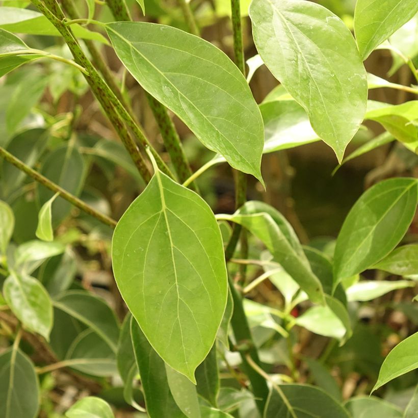 Cinnamomum camphora - Kampferbaum (Laub)