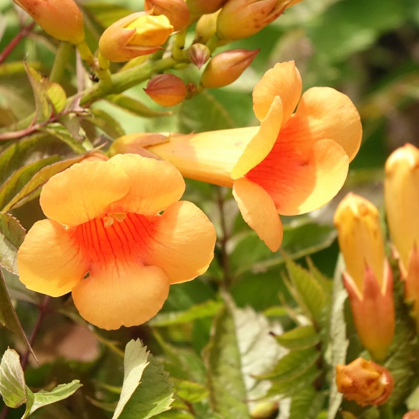 Campsis radicans Indian summer - Amerikanische Klettertrompete (Blüte)