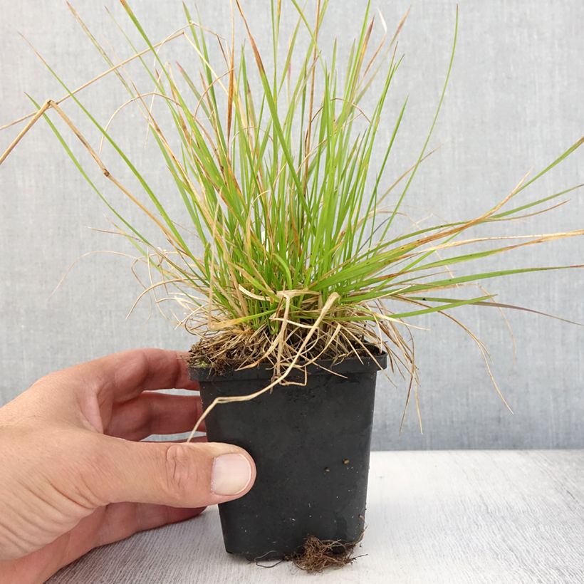 Exemplar von Canche cespiteuse Northern Lights - Deschampsia cespitosa  Godet de 8/9 cm wie im Sommer geliefert