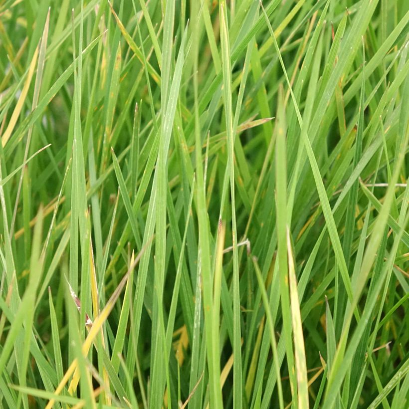 Rasen-Schmiele Vivipara - Deschampsia caespitosa (Laub)