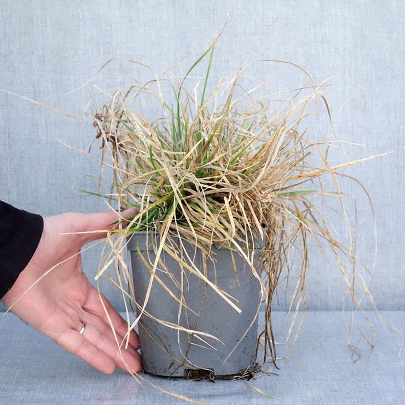 Exemplar von Rasen-Schmiele Vivipara - Deschampsia caespitosa Topf mit 2L/3L wie im Winter geliefert