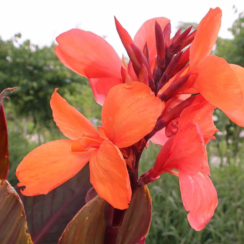 Blumenrohr Angelique - Canna indica (Blüte)