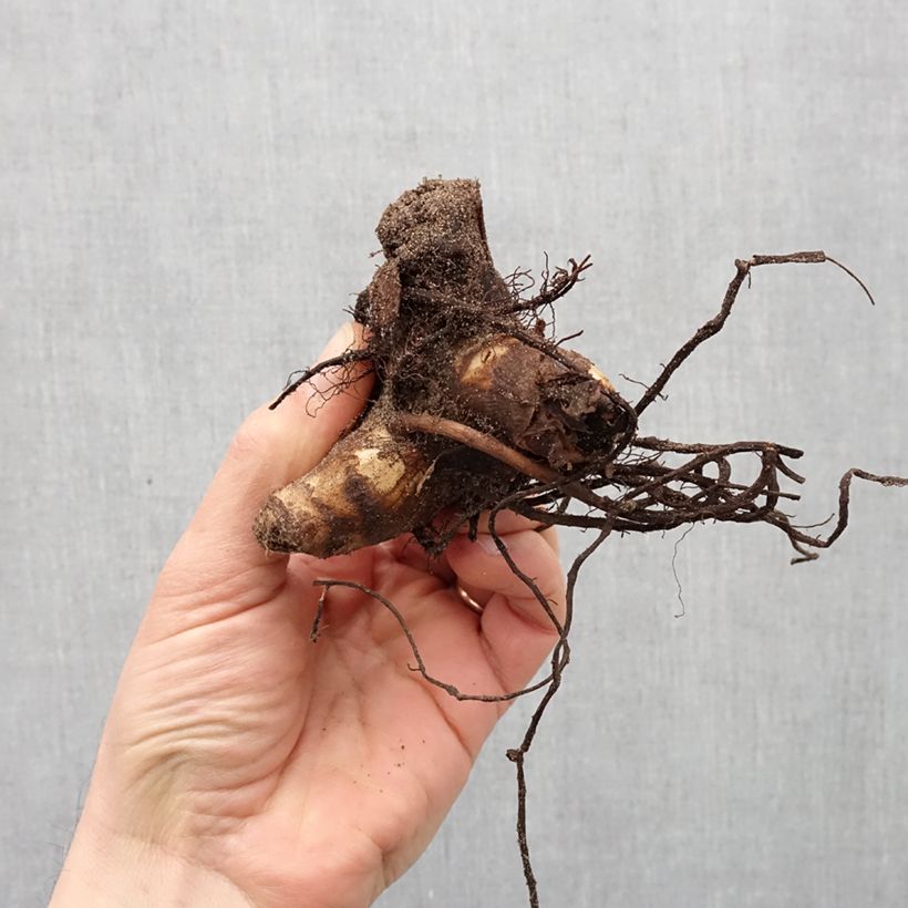 Exemplar von Blumenrohr Durban - Canna Zwiebel Kaliber/Größe I wie im Frühjahr geliefert