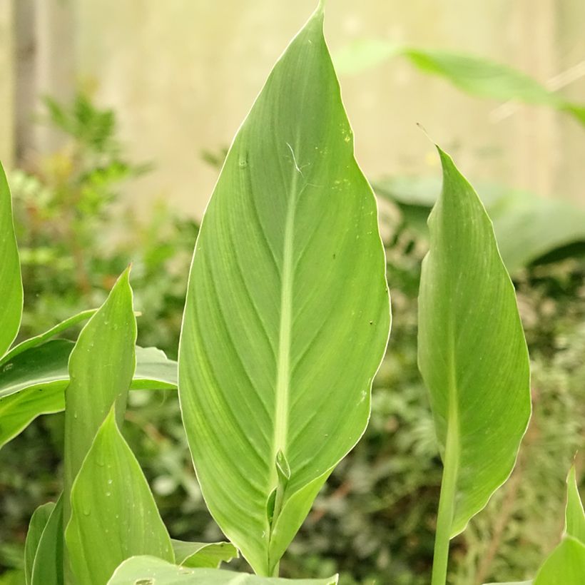 Canna edulis - Blumenrohr (Laub)