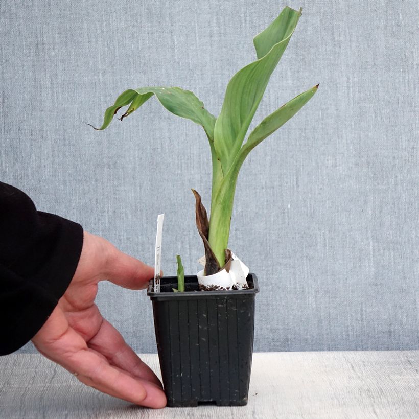 Exemplar von Canna glauca Ra - Balisier d'eau - Godet de 8/9 cm wie im Frühjahr geliefert