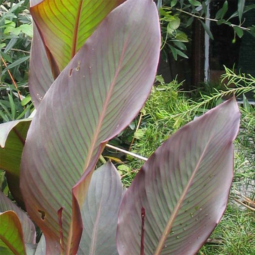 Blumenrohr Purpurea - Canna indica (Laub)