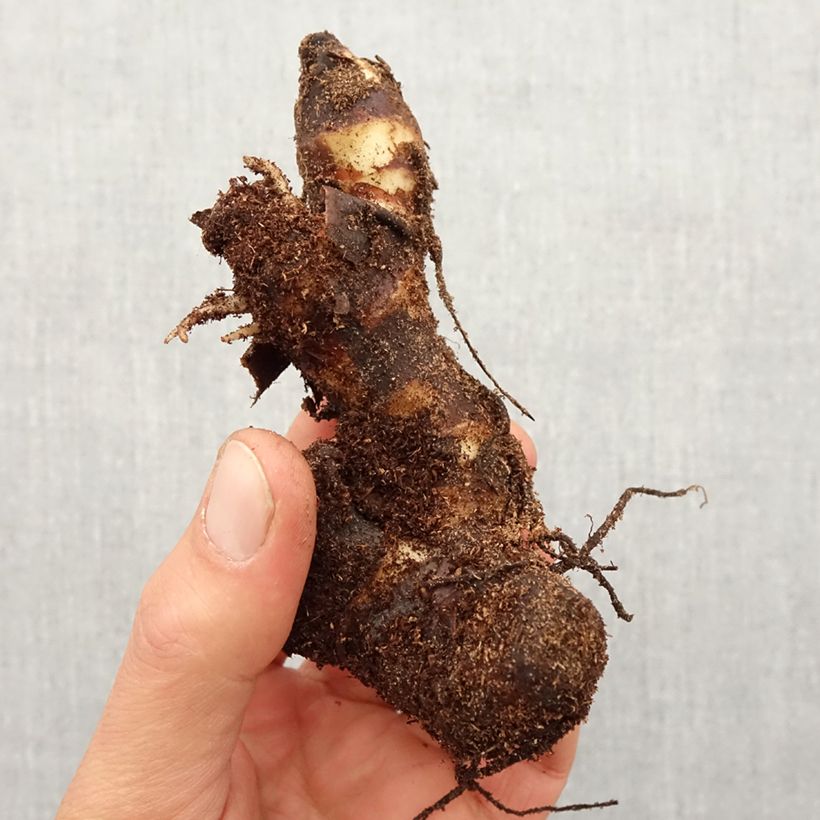 Exemplar von Blumenrohr Louis Cottin - Canna wie im Frühjahr geliefert